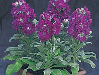 Левкой седой (Cinderella)