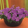 Петуния мелкоцветковая (Petunia milliflora)