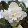 Бегония клубневая махровая ампельная (Begonia tuberhybrida) Бегония клубневая махровая ампельная (Begonia tuberhybrida)