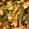 Бегония боливийская ампельная (Begonia boliviensis x hybrida)