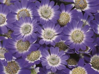 Цинерария гибридная (Venezia F1)