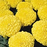 Бархатцы прямостоячие (Tagetes erecta)