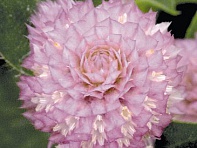 Гомфрена шаровидная (Buddy)