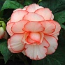 Бегония клубневая махровая (Begonia tuberhybrida) Бегония клубневая махровая (Begonia tuberhybrida)