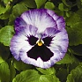 Виола Виттрока (Viola wittrockiana) Виола Виттрока (Viola wittrockiana)