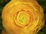 Лютик азиатский (Magic F1)