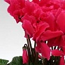 Цикламен персидский (Cyclamen persicum)