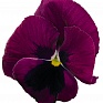 Виола виттрока (Viola wittrockiana) Виола виттрока (Viola wittrockiana)