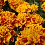 Бархатцы отклоненные (Tagetes patula) Бархатцы отклоненные (Tagetes patula)