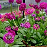 Примула мелкозубчатая (Primula denticulata)