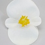 Бегония вечноцветущая (зеленая листва) (Begonia semperflorens)
