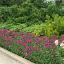 Гвоздика турецкая (Dianthus barbatus)
