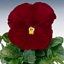 Виола Виттрока (Viola wittrockiana) Виола Виттрока (Viola wittrockiana)