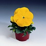 Виола Виттрока (Viola wittrockiana) Виола Виттрока (Viola wittrockiana)