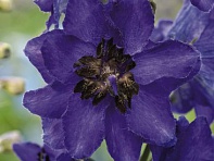 Дельфиниум высокий (Magic Fountains) Дельфиниум высокий (Magic Fountains)