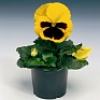 Виола Виттрока (Viola wittrockiana) Виола Виттрока (Viola wittrockiana)