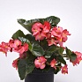 Бегония гибридная (зеленая листва) (Begonia hybrida) Бегония гибридная (зеленая листва) (Begonia hybrida)
