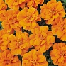 Бархатцы отклоненные (Tagetes patula) Бархатцы отклоненные (Tagetes patula)