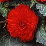 Бегония клубневая махровая (Begonia tuberhybrida)