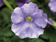 Петуния ампельная гибридная (Ramblin F1)