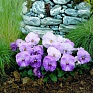 Виола виттрока (Viola wittrockiana)