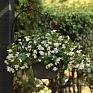 Бегония гибридная ампельная (зеленая листва) (Begonia hybrida)