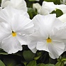 Виола Виттрока (Viola wittrockiana) Виола Виттрока (Viola wittrockiana)