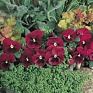 Виола виттрока (Viola wittrockiana)