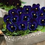 Виола виттрока (Viola wittrockiana)