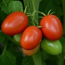 Томат (Lycopersicon esculentum) Томат (Lycopersicon esculentum)