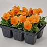 Виола виттрока (Viola wittrockiana) Виола виттрока (Viola wittrockiana)