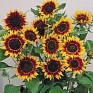 Подсолнечник летний (Helianthus annuus)