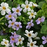 Бакопа (Сутера) сердцевидная (Sutera (Bacopa) cordata) Бакопа (Сутера) сердцевидная (Sutera (Bacopa) cordata)
