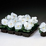 Виола Виттрока (Viola wittrockiana) Виола Виттрока (Viola wittrockiana)