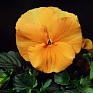 Виола Виттрока (Viola wittrockiana)