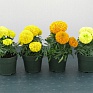 Бархатцы прямостоячие (Tagetes erecta)