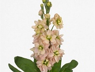 Левкой седой (Aida)