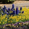 Дельфиниум высокий (Delphinium elatum)
