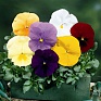 Виола Виттрока (Viola wittrockiana) Виола Виттрока (Viola wittrockiana)