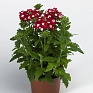 Вербена гибридная (Verbena hybrida)