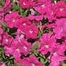 Петуния ампельная гибридная (Petunia х hybrida)