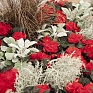 Бегония клубневая махровая (Begonia tuberhybrida)