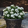 Пентас ланцетовидный (Pentas lanceolata)
