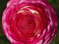 Лютик азиатский (Magic F1)