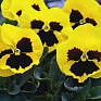 Виола Виттрока (Viola wittrockiana) Виола Виттрока (Viola wittrockiana)