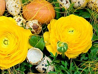 Лютик азиатский (Magic F1)