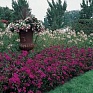 Гвоздика турецкая (Dianthus barbatus)