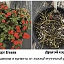 Бальзамин Уоллера ампельный (Impatiens walleriana) Бальзамин Уоллера ампельный (Impatiens walleriana)