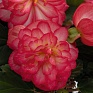 Бегония клубневая махровая ампельная (Begonia tuberhybrida) Бегония клубневая махровая ампельная (Begonia tuberhybrida)
