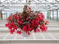 Бегония боливийская ампельная (Groovy F1)